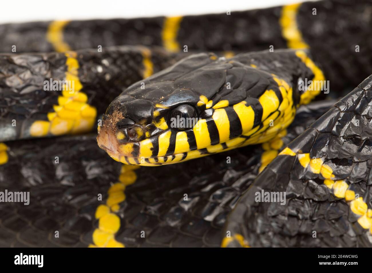 Boiga dendrophila, comúnmente llamada la serpiente de manglar o la serpiente de gato de oro sobre fondo blanco Foto de stock