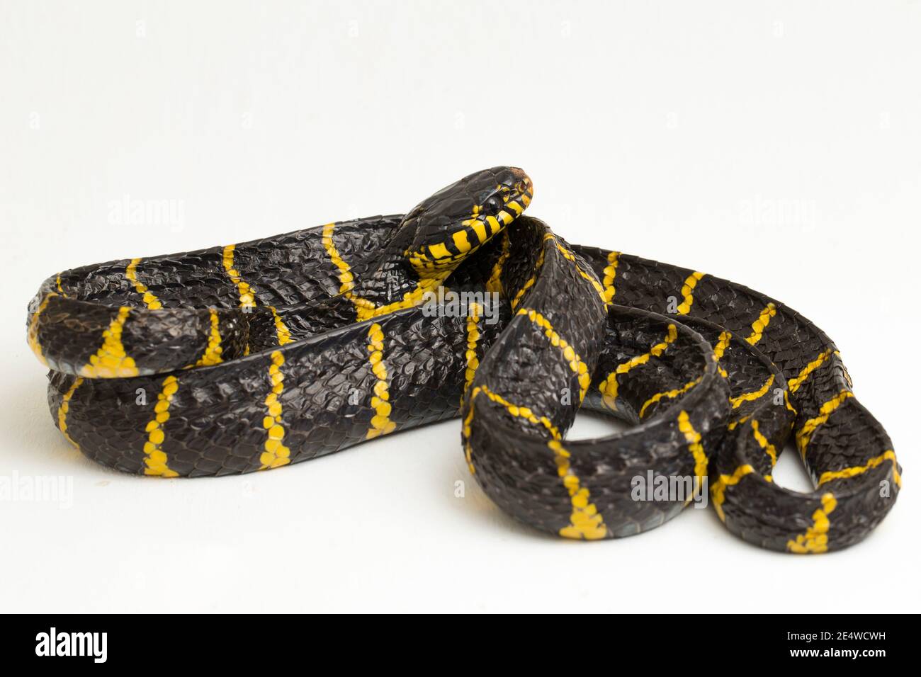 Boiga dendrophila, comúnmente llamada la serpiente de manglar o la serpiente de gato de oro sobre fondo blanco Foto de stock