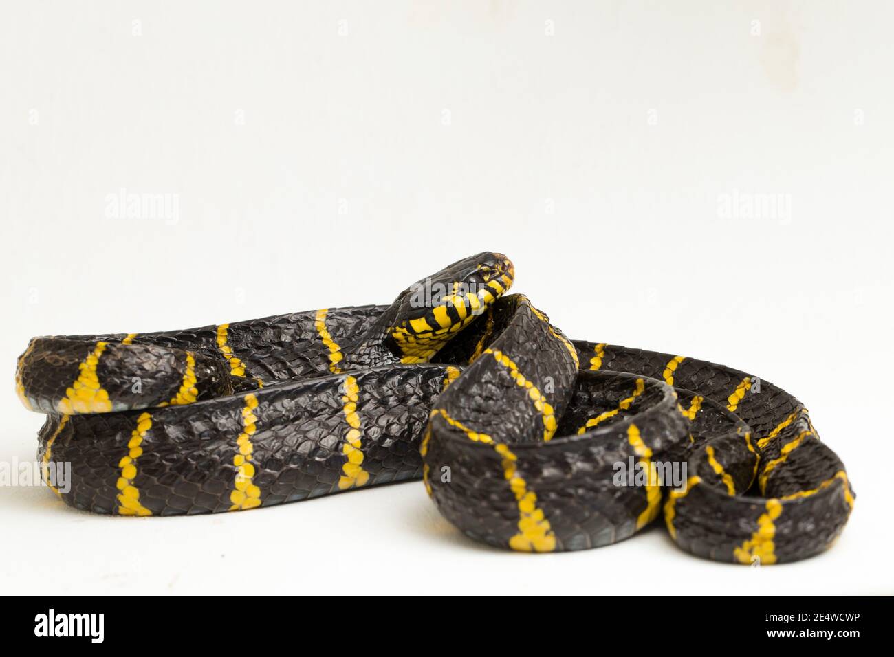 Boiga dendrophila, comúnmente llamada la serpiente de manglar o la serpiente de gato de oro sobre fondo blanco Foto de stock
