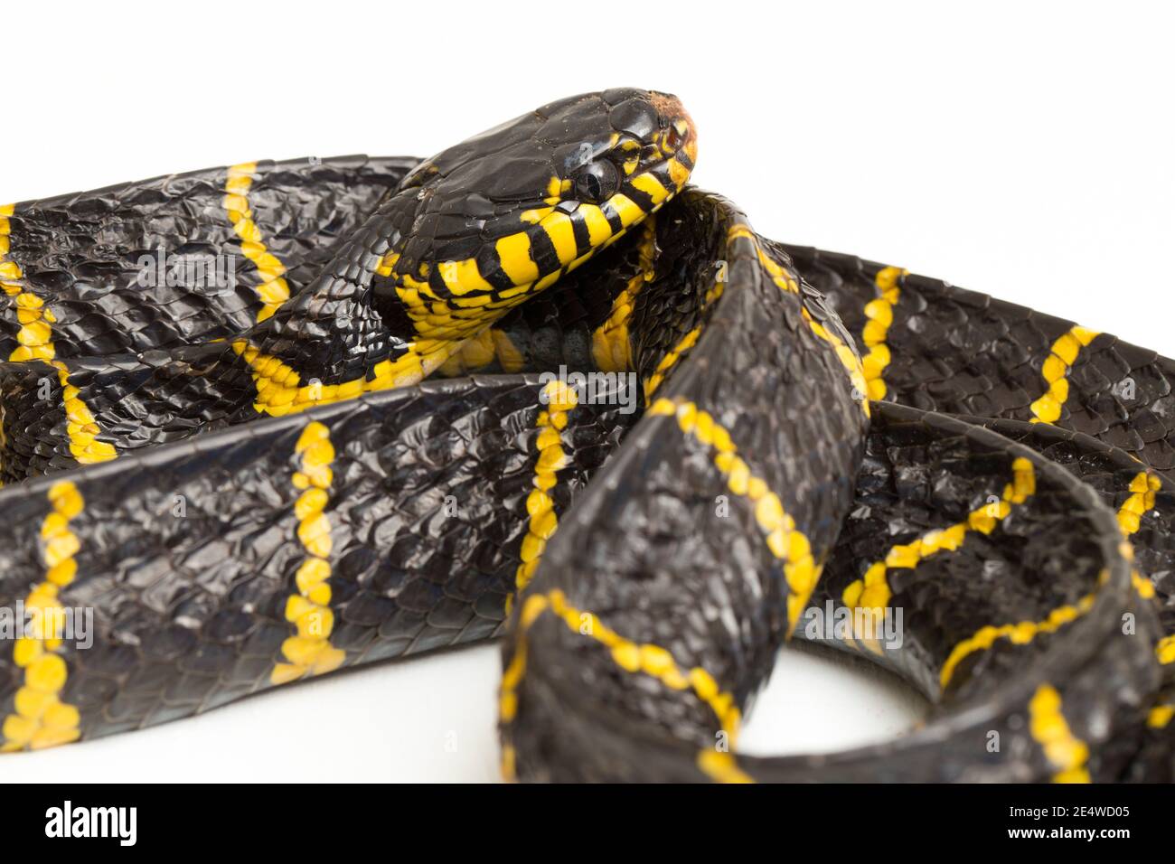 Boiga dendrophila, comúnmente llamada la serpiente de manglar o la serpiente de gato de oro sobre fondo blanco Foto de stock