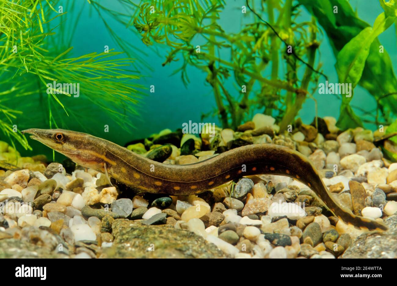 La Anguila De Fuego Mastacembelus Erythrotaenia Es Una Especie Relativamente Grande De Anguila Espinosa Fotografia De Stock Alamy