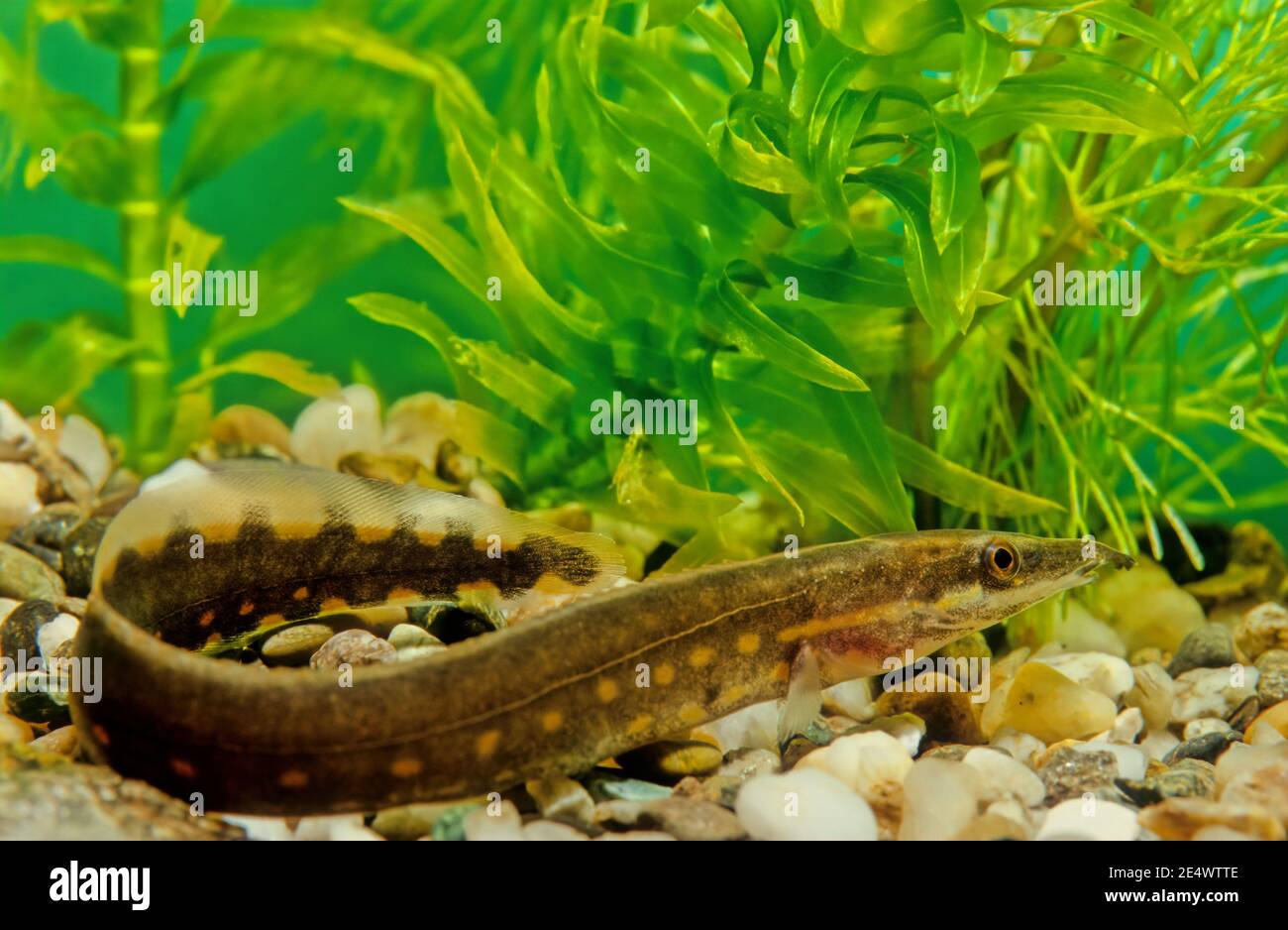 La Anguila De Fuego Mastacembelus Erythrotaenia Es Una Especie Relativamente Grande De Anguila Espinosa Fotografia De Stock Alamy