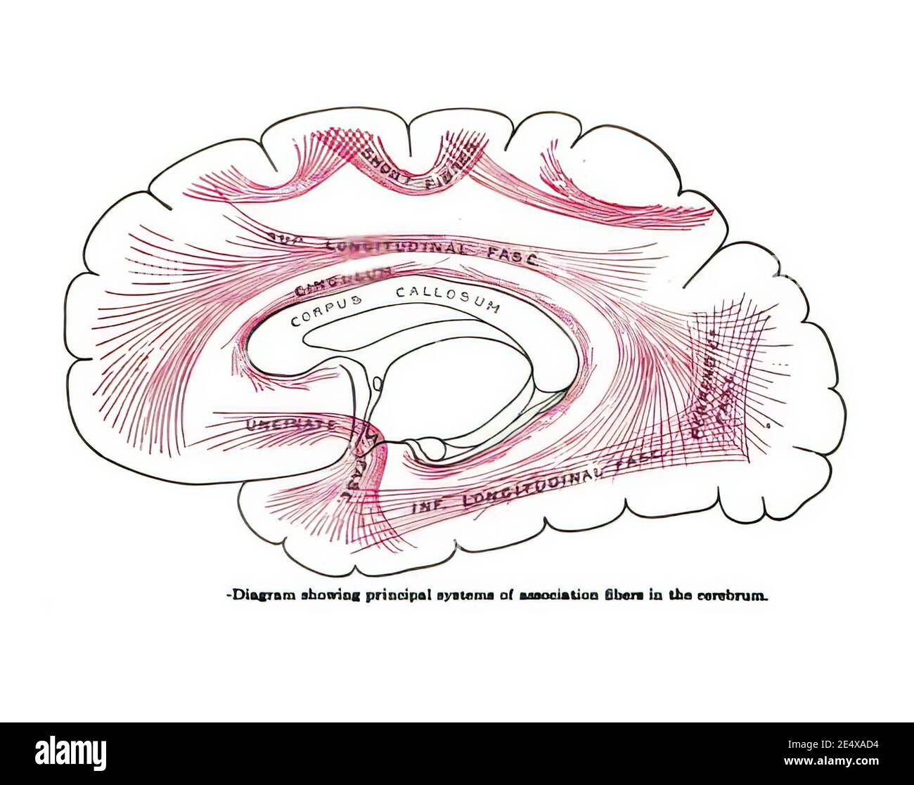 Diagrama de un libro del siglo XIX que muestra los principales sistemas de asociación fibras en el cerebro Foto de stock