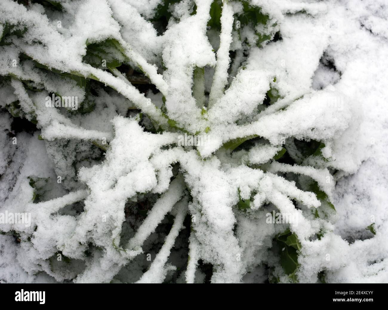Nieve en plantas de espinacas, Reino Unido Foto de stock