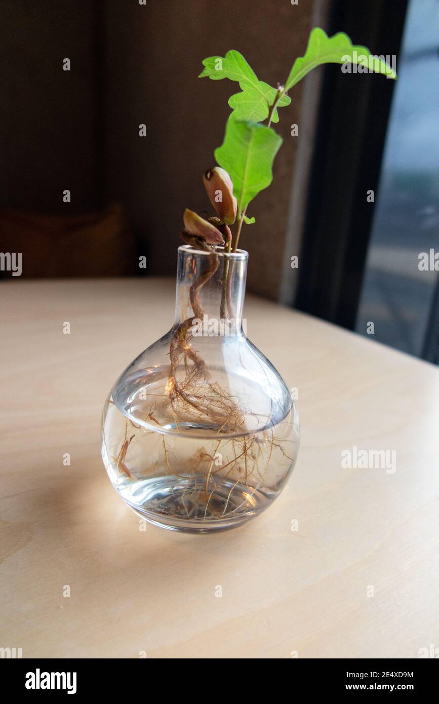 Roble común, Roble Inglés (Quercus robur). Germinando Acorn en una raíz de jarrón de vidrio de un semillero con bellota y primeras hojas Foto de stock