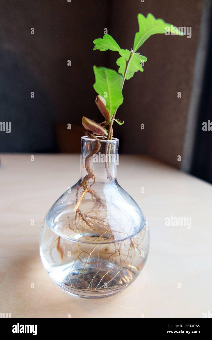 Roble común, Roble Inglés (Quercus robur). Germinando Acorn en una raíz de jarrón de vidrio de un semillero con bellota y primeras hojas Foto de stock