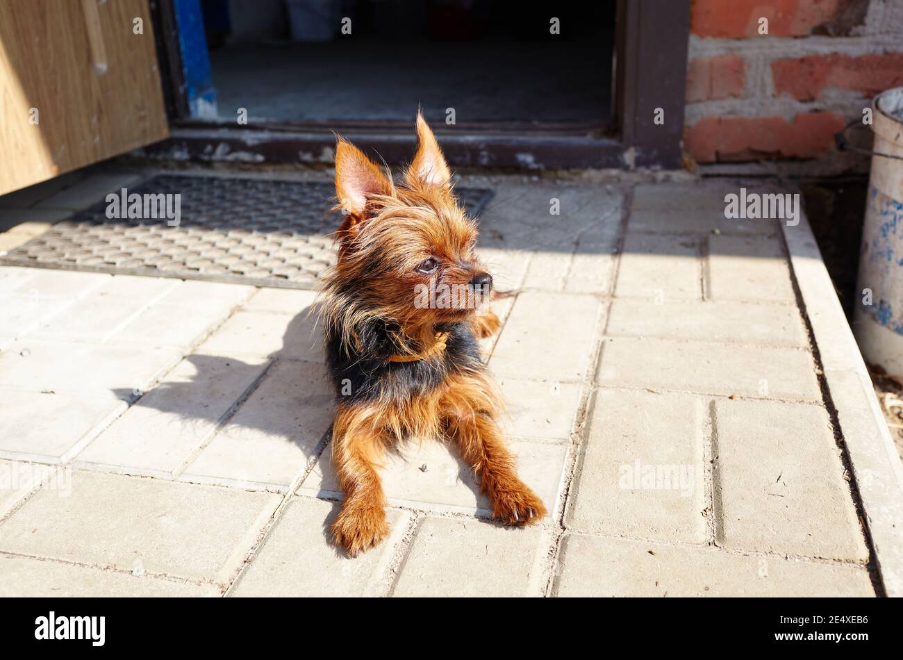 El hermoso terrier de yorkshire cerca de la puerta de la casa. El perro  protege la casa Fotografía de stock - Alamy