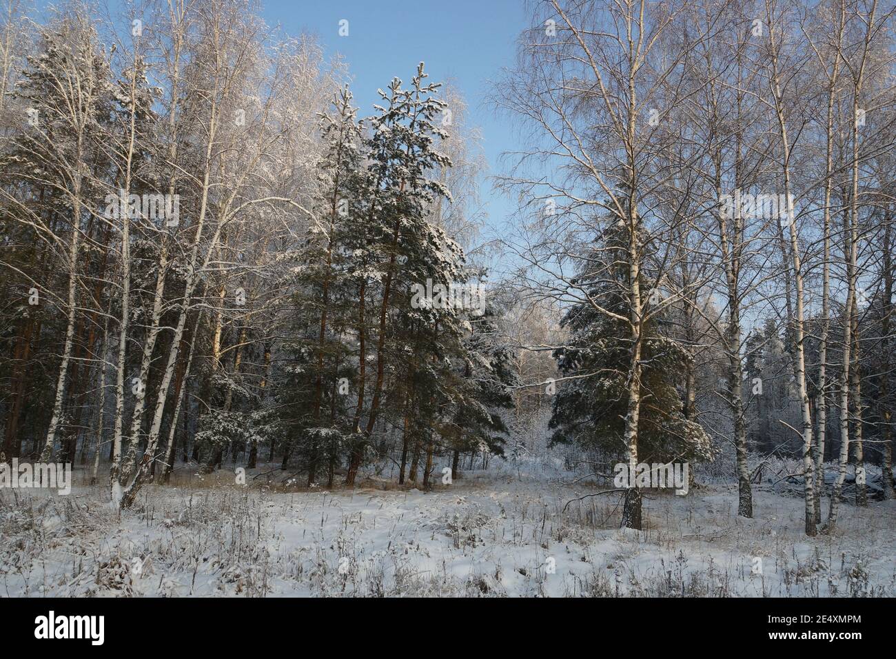 Bosque de invierno. Los árboles cubiertos de nieve están en pie. Pinos y abedules en la nieve. Foto de stock
