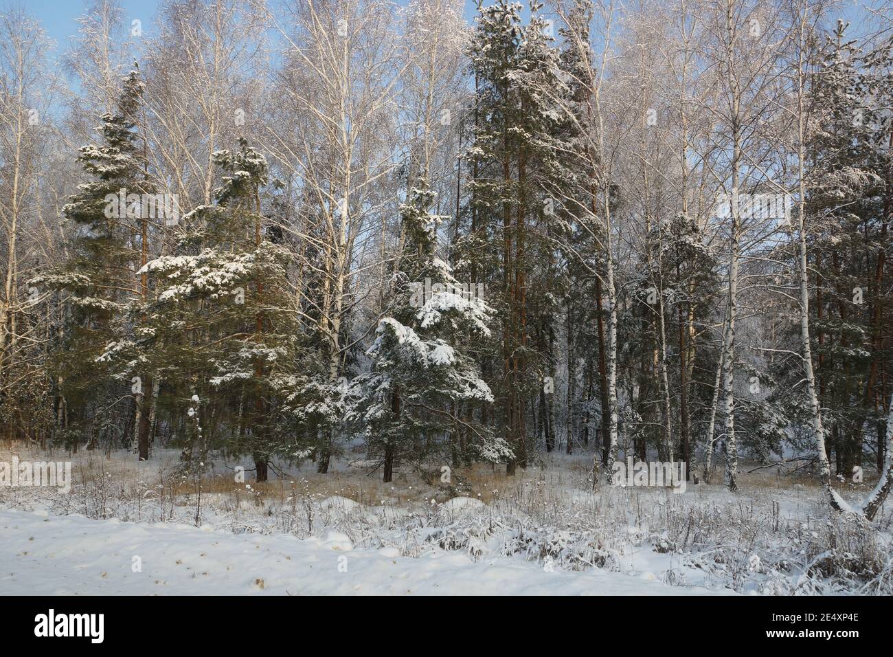 Bosque de invierno. Los árboles cubiertos de nieve están en pie. Pinos y abedules en la nieve. Foto de stock