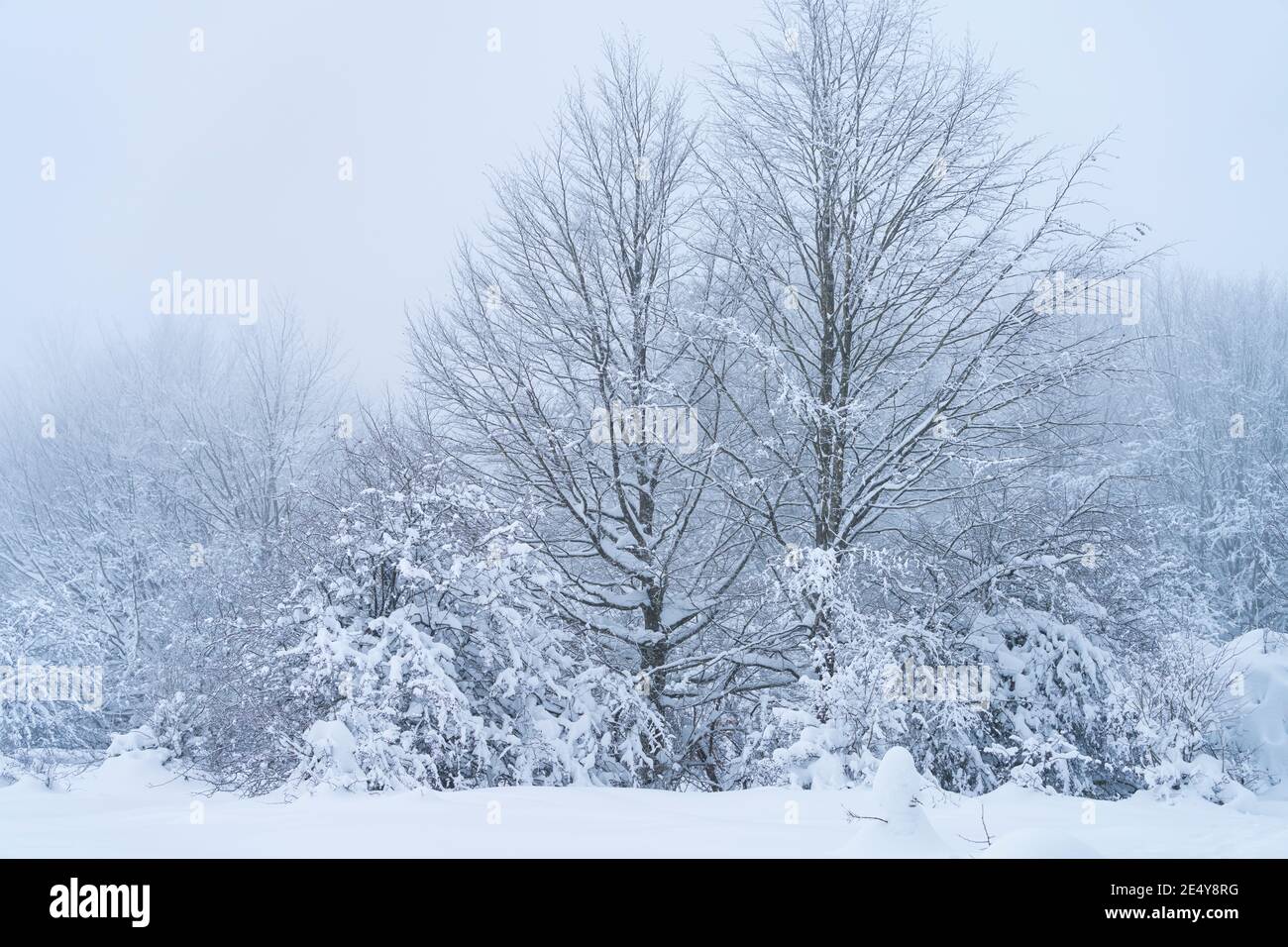 Opakua fotografías e imágenes de alta resolución - Alamy