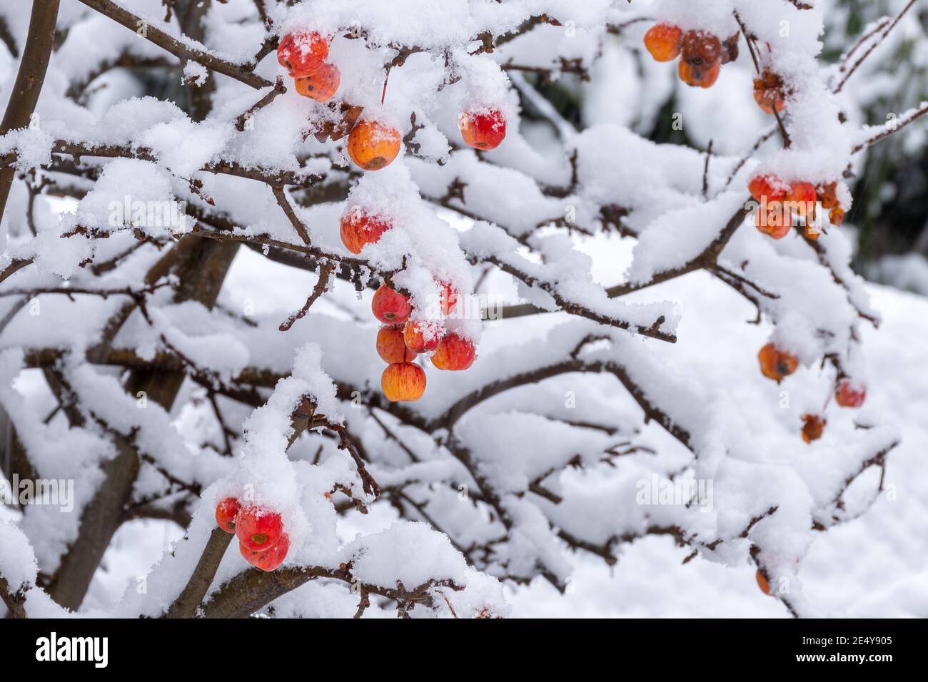 Manzanas de cangrejo cubiertas de nieve en invierno o enero. Cangrejo de manzana (Malus), Reino Unido Foto de stock
