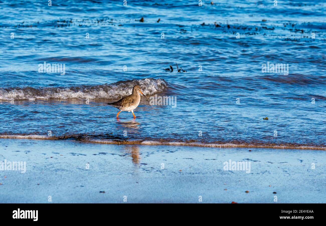Berwick del Norte, Lothian del este, Escocia, Reino Unido, 25 de enero de 2021. Reino Unido Clima: Sol a lo largo de la Frith de la costa de Forth. Un solitario pelirrojo, Tringa totoanus, busca comida en el borde del agua Foto de stock