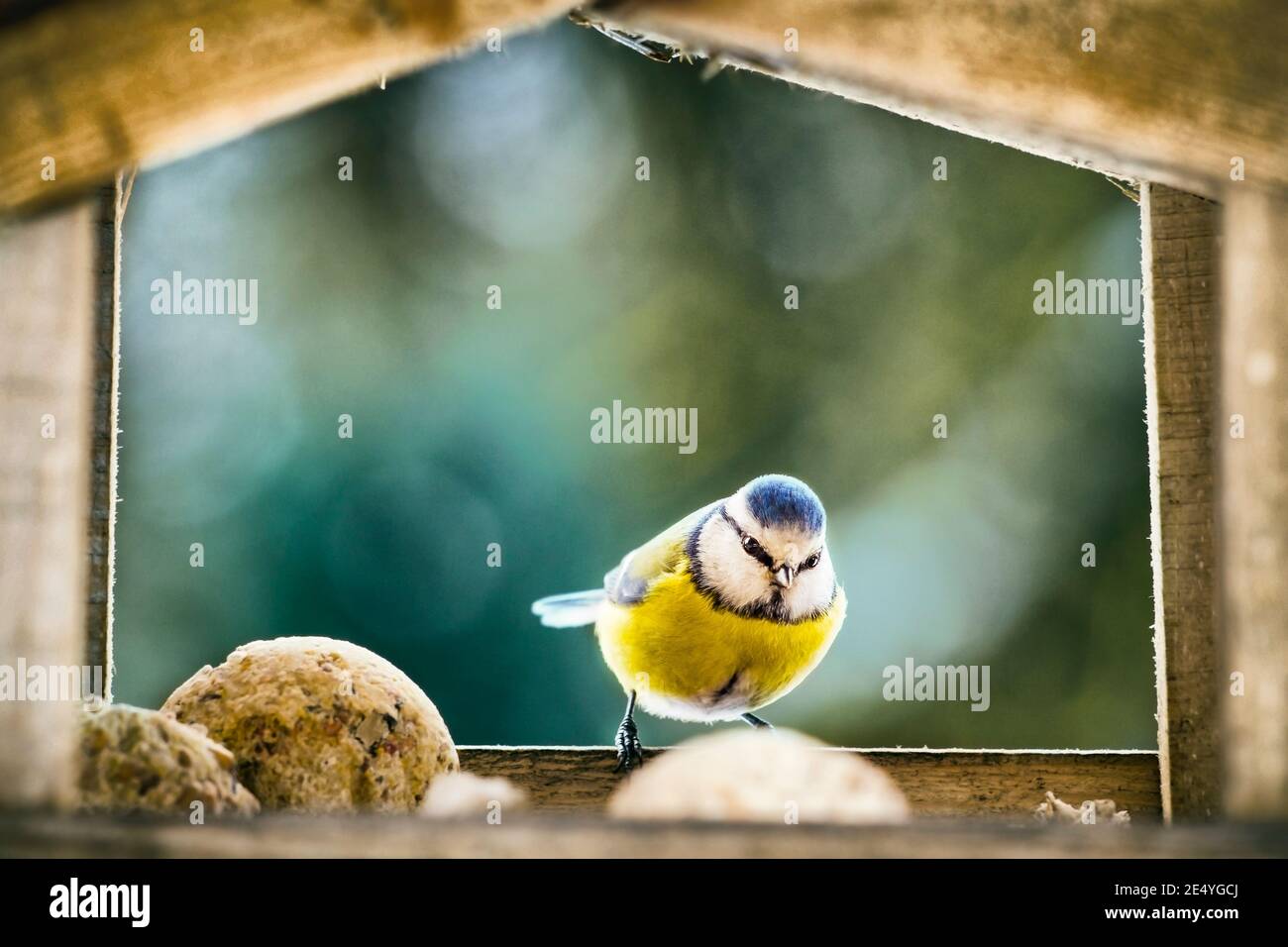 Gran tit Parus pájaro principal sentado en un alimentador de pájaros de madera y comer bolas de grasa en invierno sobre fondo borroso Foto de stock