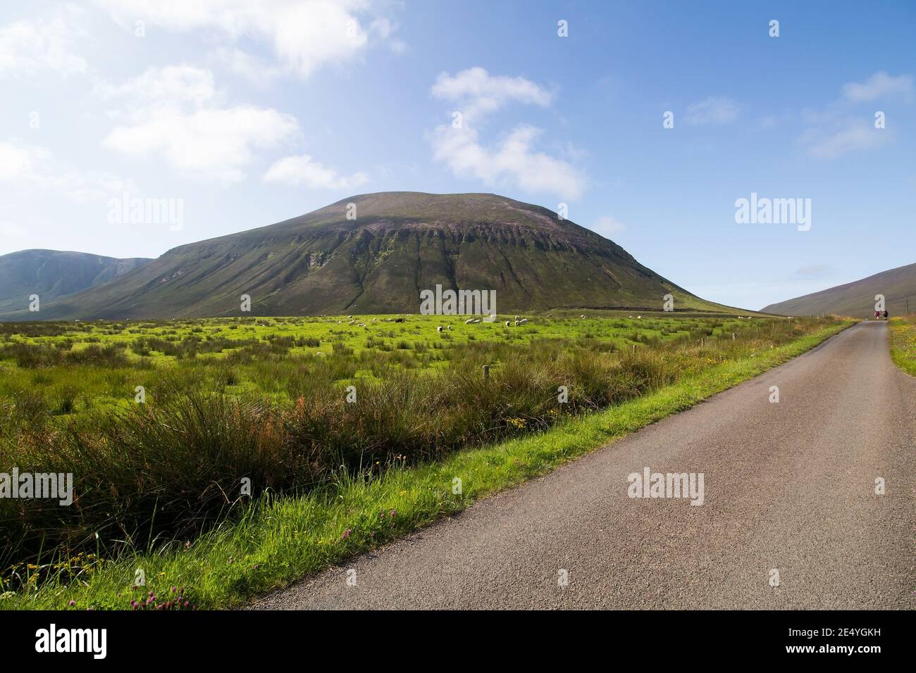 Gran montaña con césped verde y ovejas por el Camino asfaltado cuesta arriba en la isla escocesa de Hoy Foto de stock