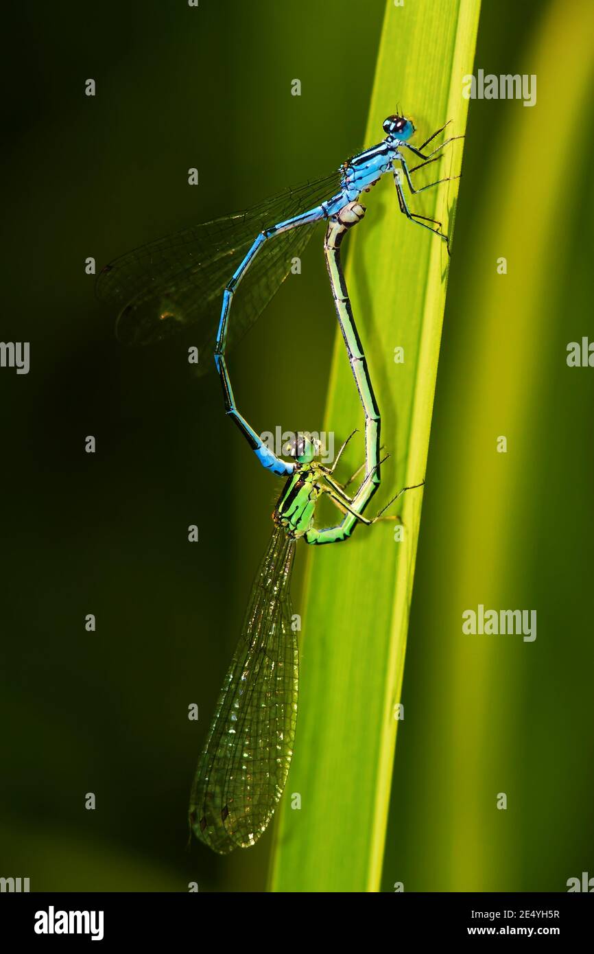 Macro de azul y verde damselflies insectos apareamiento mientras está sentado en tallo verde largo de la planta Foto de stock