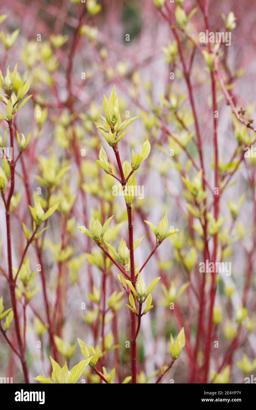 Cornus sericea 'Isanti' tallos. Foto de stock