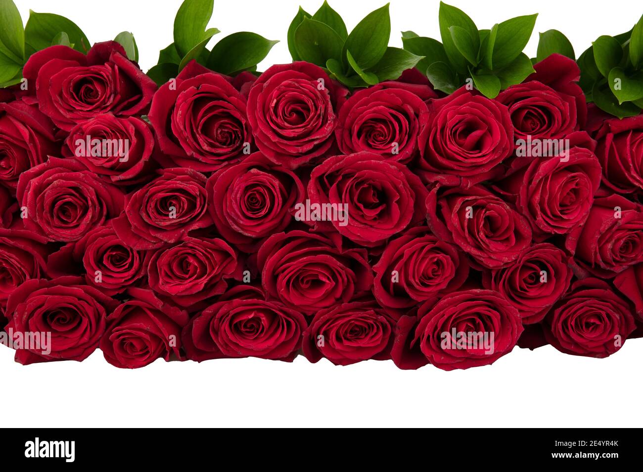 Universidad Eficacia comedia Rosas rojas de fondo. Muchas rosas rojas, un enorme ramo de rosas. Ramo de rosas  rojas sobre fondo blanco Fotografía de stock - Alamy