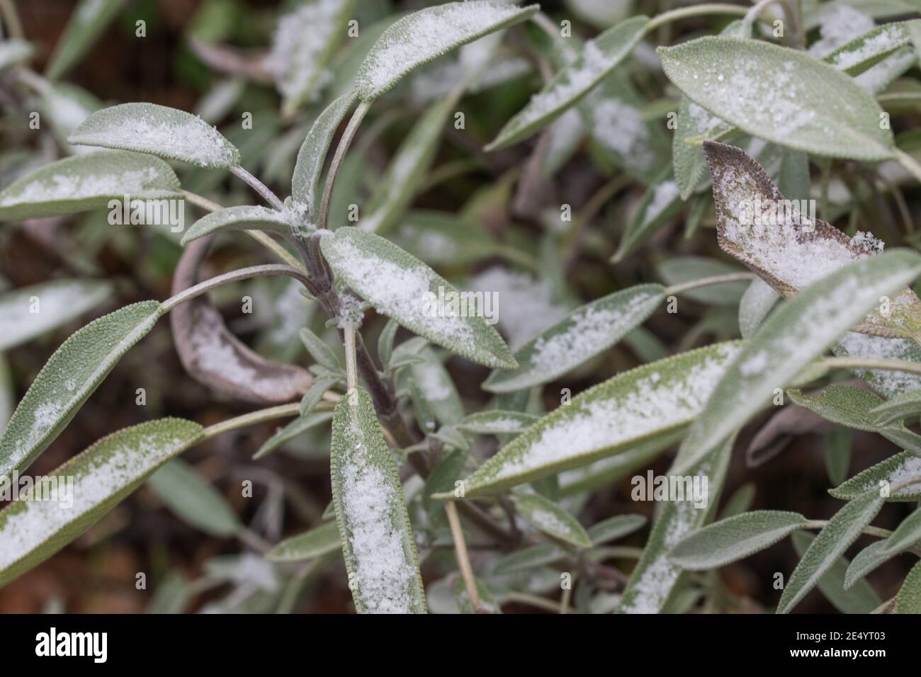 Sage, salvia en invierno. Las hojas de la planta medicinal están cubiertas de nieve. Foto de stock