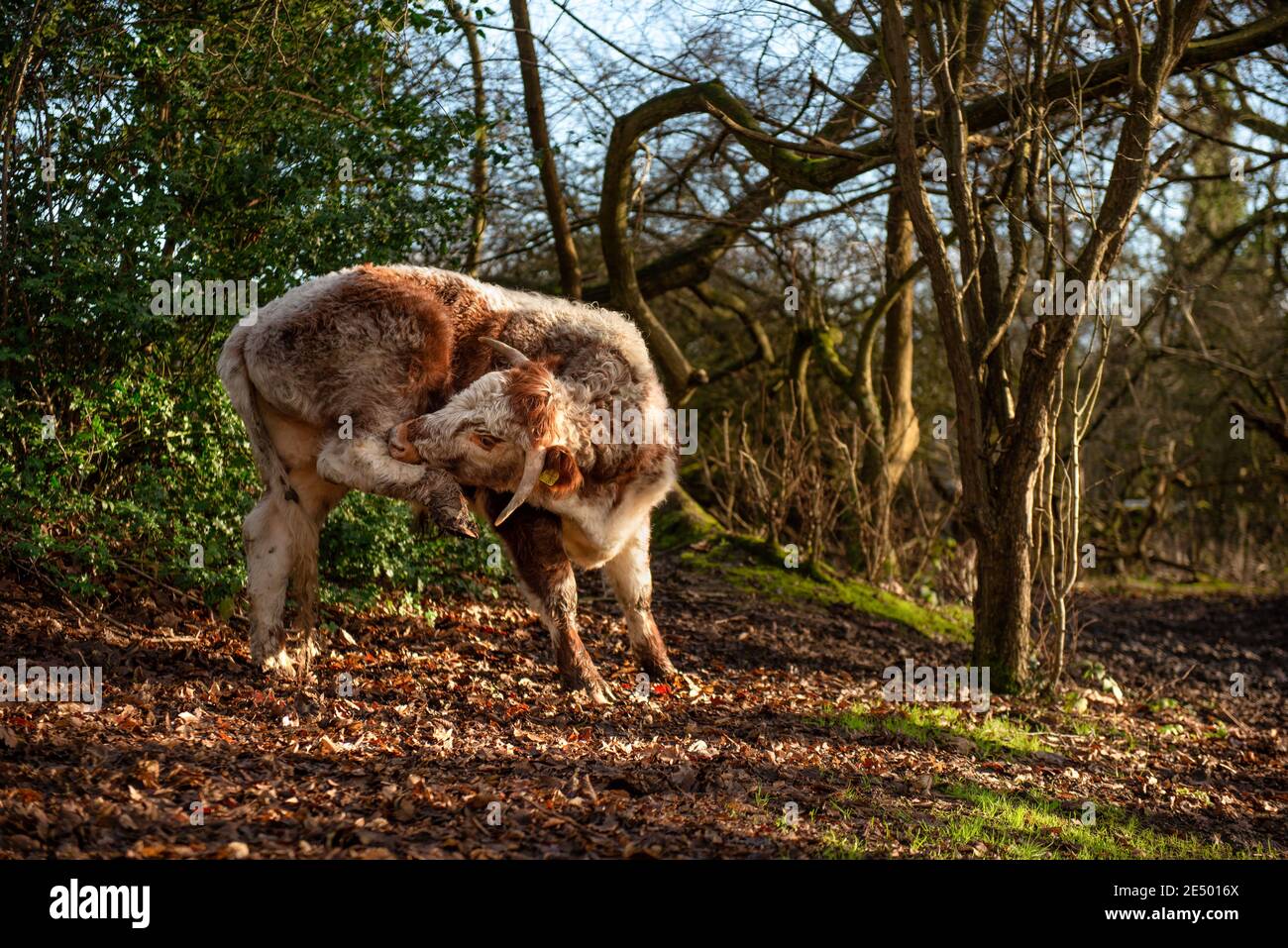 Toro joven en los bosques de la Reserva Natural del Priorato de Bentley, Stanmore, Inglaterra Foto de stock