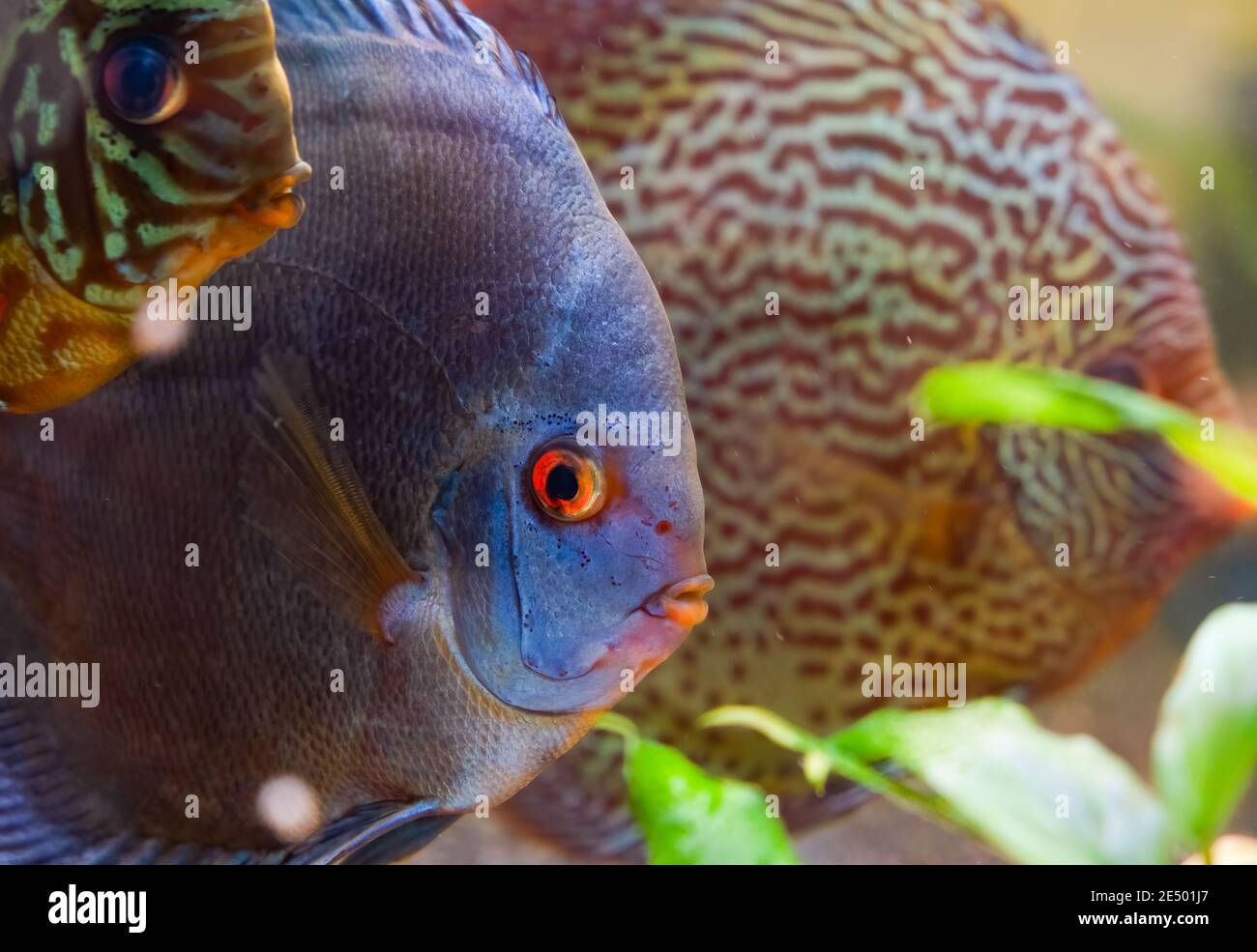 Peces discus en acuario, peces tropicales. Symphysodon disco del río Amazonas. Foto de stock