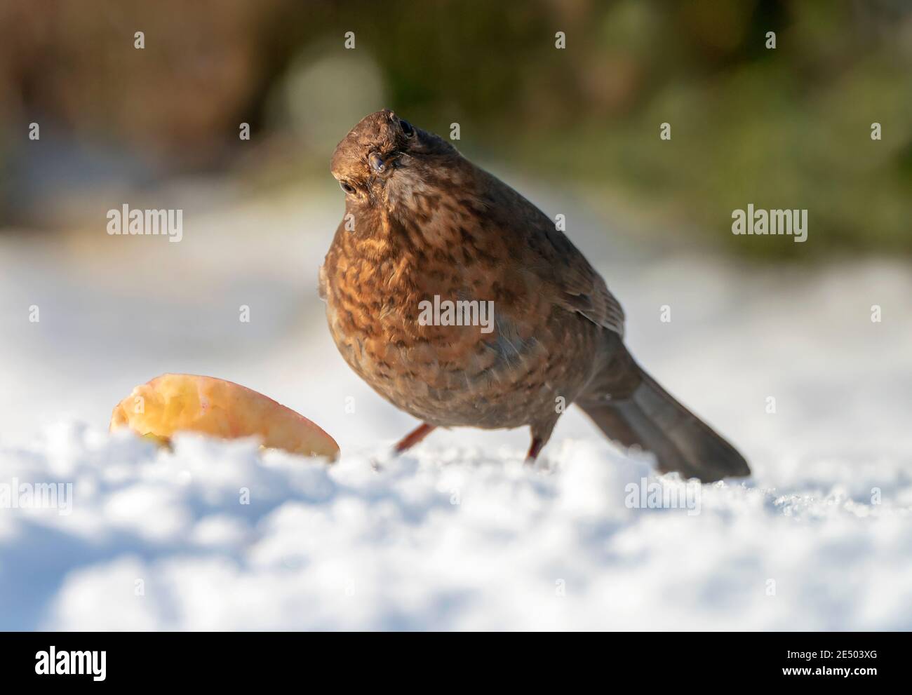 Un ave negra (Turdus merula) que se alimenta de manzanas, Warwickshire Foto de stock