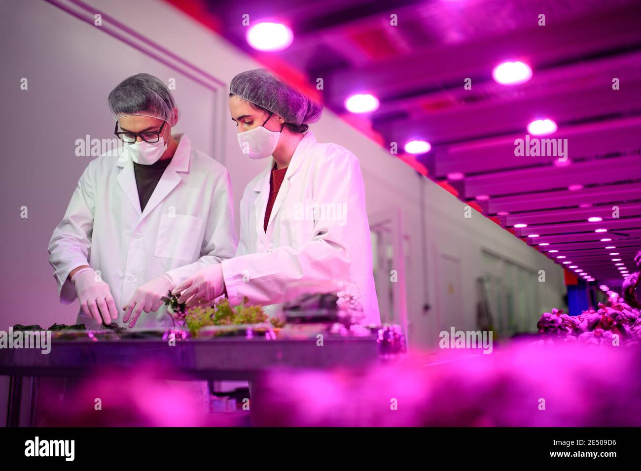 Trabajadores con máscara facial en granja aquapónica, negocios sostenibles y coronavirus. Foto de stock