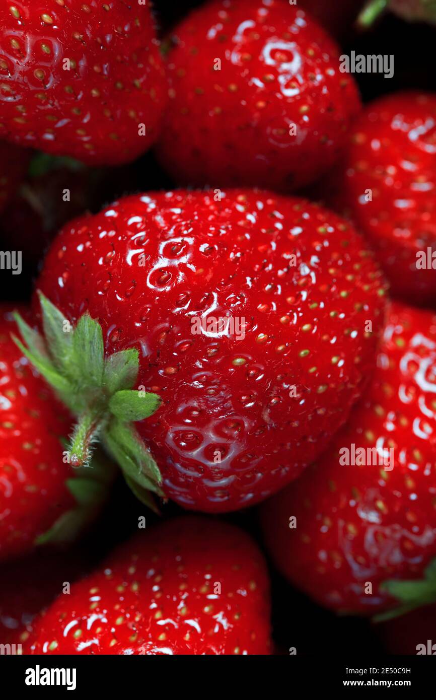 super grande fresa fresca madura macro foto contra muchas fresas borrosas de fondo, horizontal Foto de stock