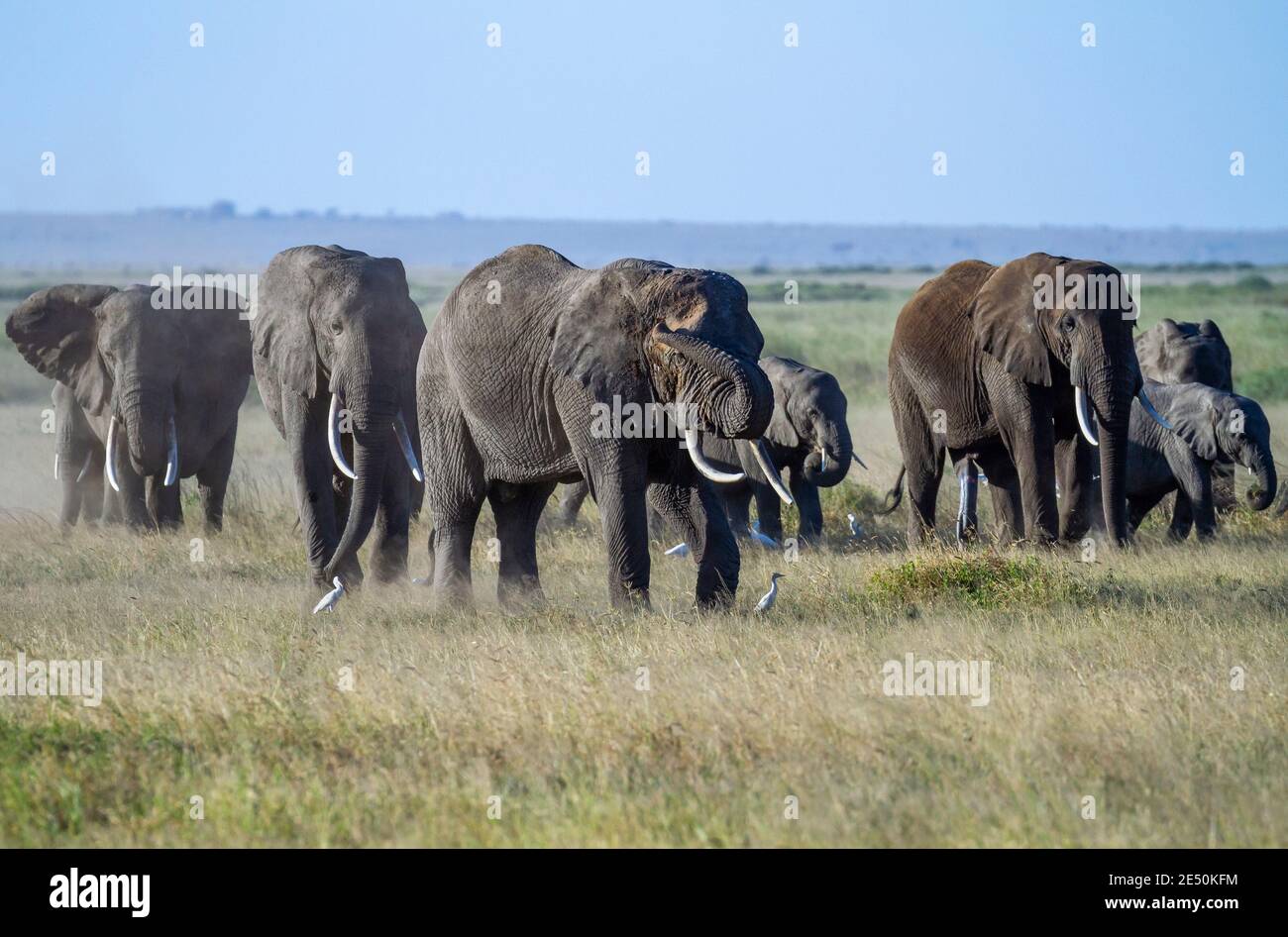 Grandes elefantes manados, con colmillos y terneros, Loxodanta africana, caminar y pastar polvorientas llanuras de hierba del Parque Nacional Amboseli, Kenya, África Foto de stock