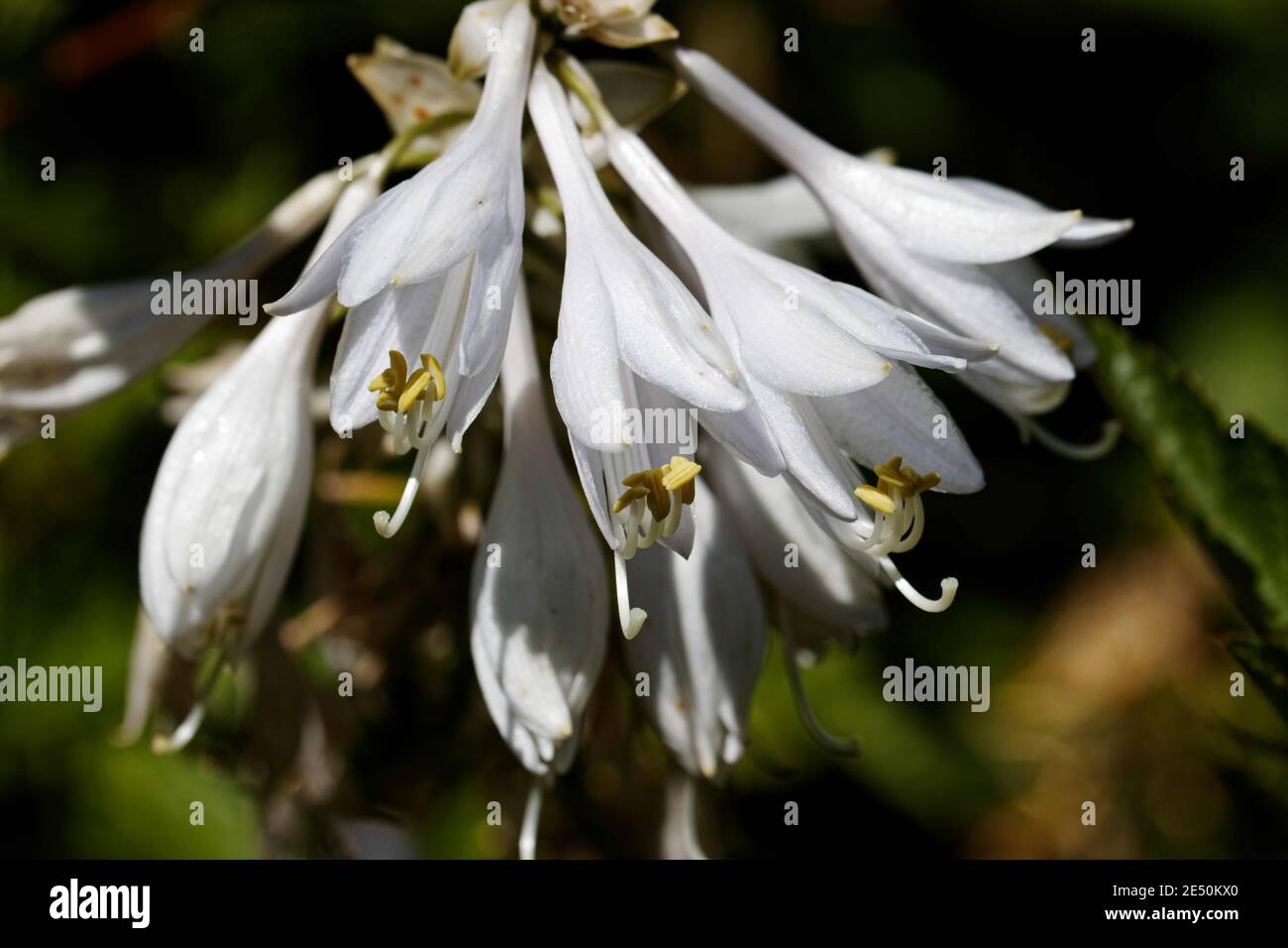 Allium triquetrum es una planta de flores bulbosas del género Allium (cebolla y ajo) nativa de la cuenca mediterránea. Foto de stock
