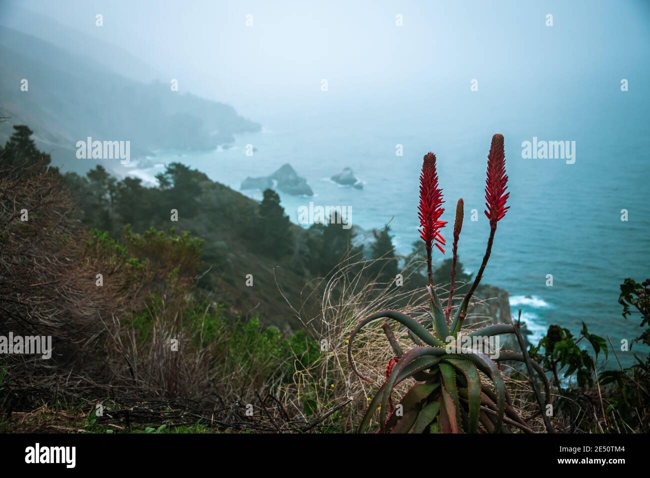 Flores suculentas y descripción general de Big Sur durante una California Aventura de fotografía costera Foto de stock