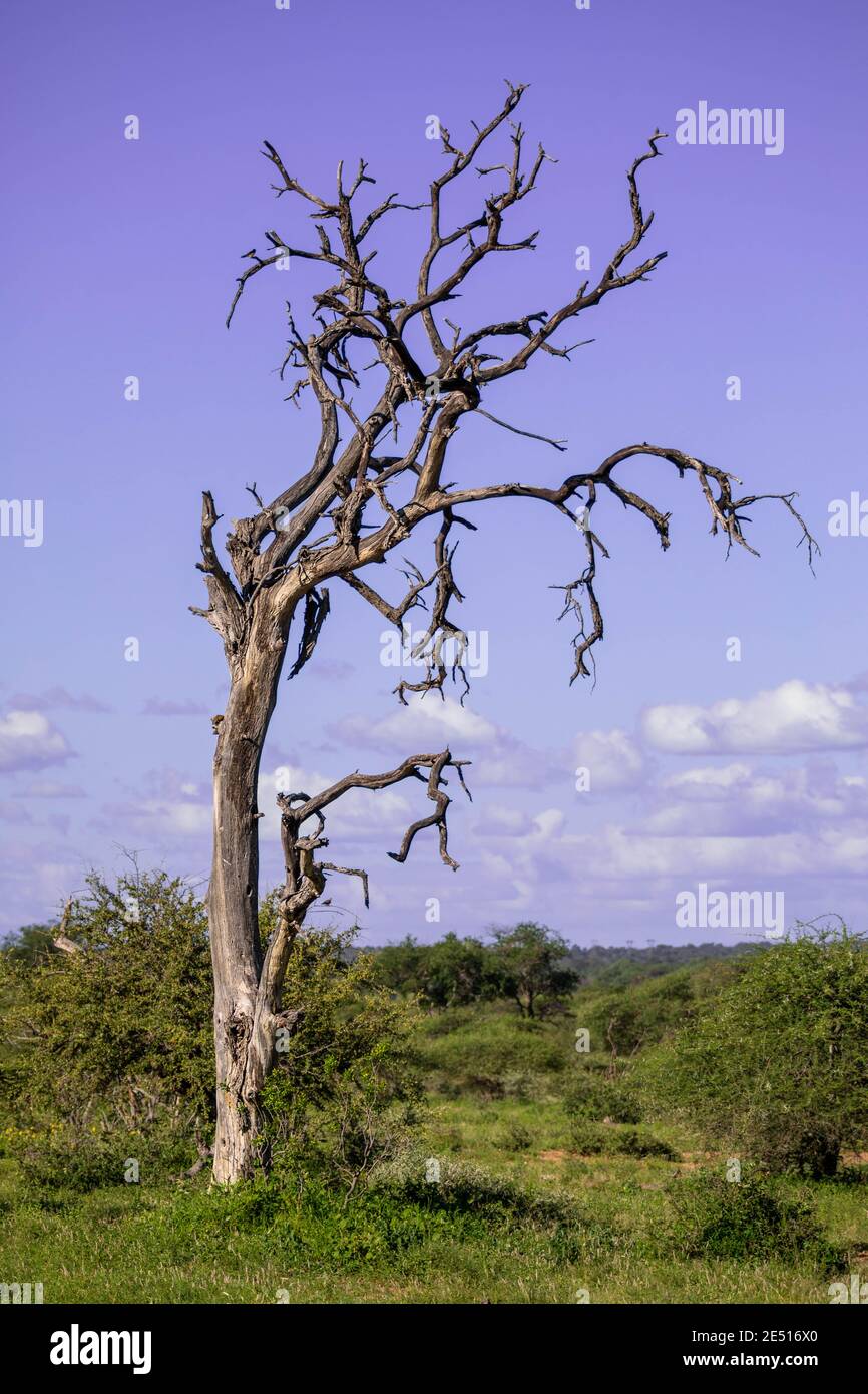 Paisaje sudafricano al atardecer, con un solitario árbol muerto en primer plano, y la sabana extendiéndose al horizonte en el fondo Foto de stock