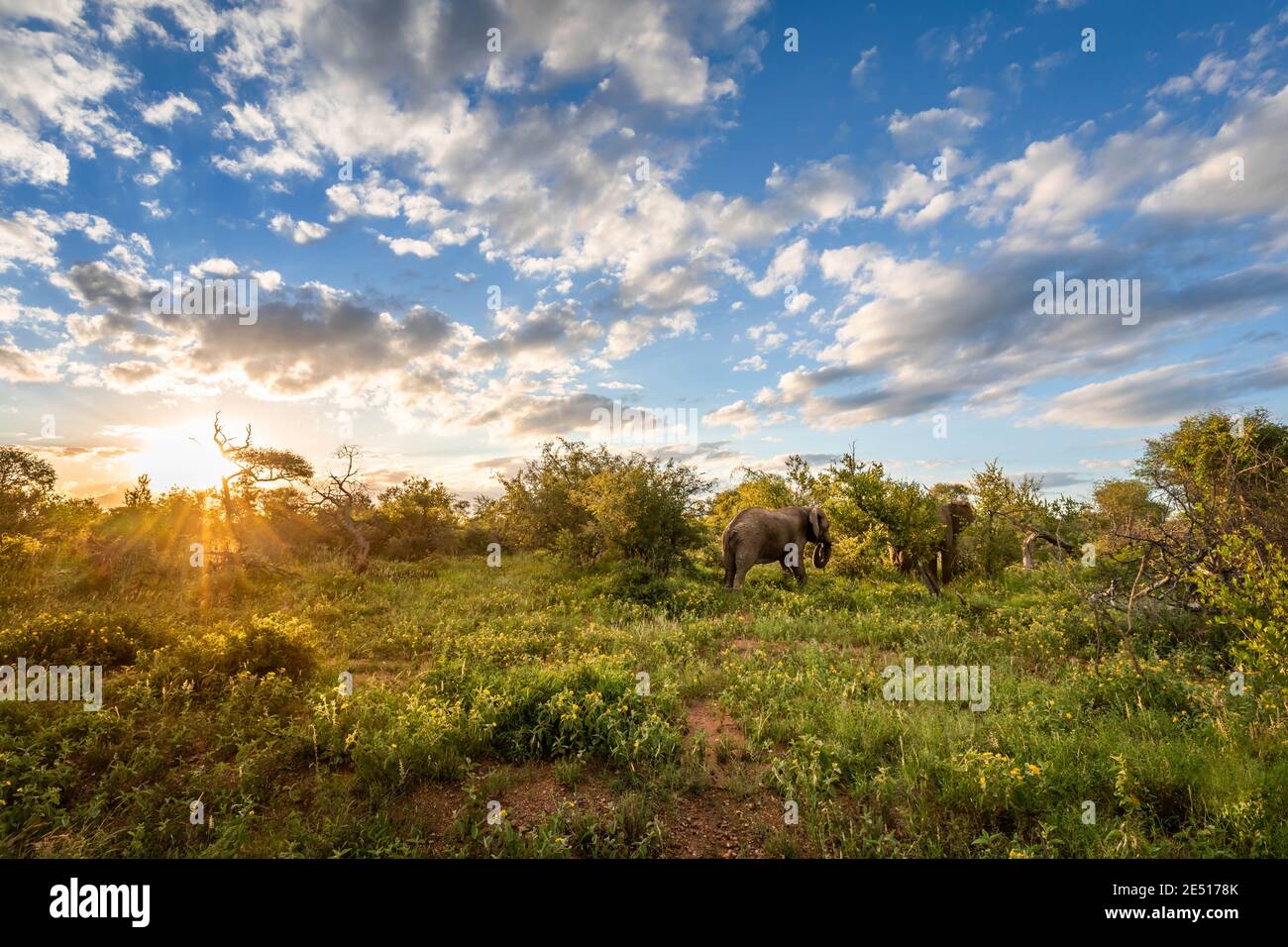 Icónico paisaje africano al atardecer, con dos elefantes pastando en arbustos en la sabana bajo un cielo azul con nubes hinchadas Foto de stock