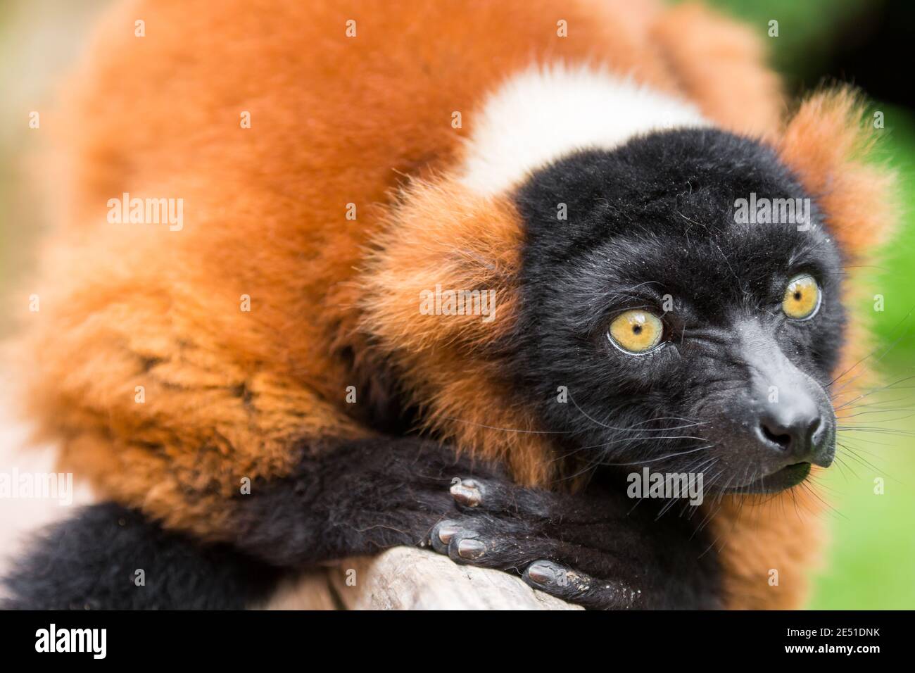 Primer plano de un lemur rojo con puño colgado en una rama y mirando, contra un fondo verde bokeh Foto de stock