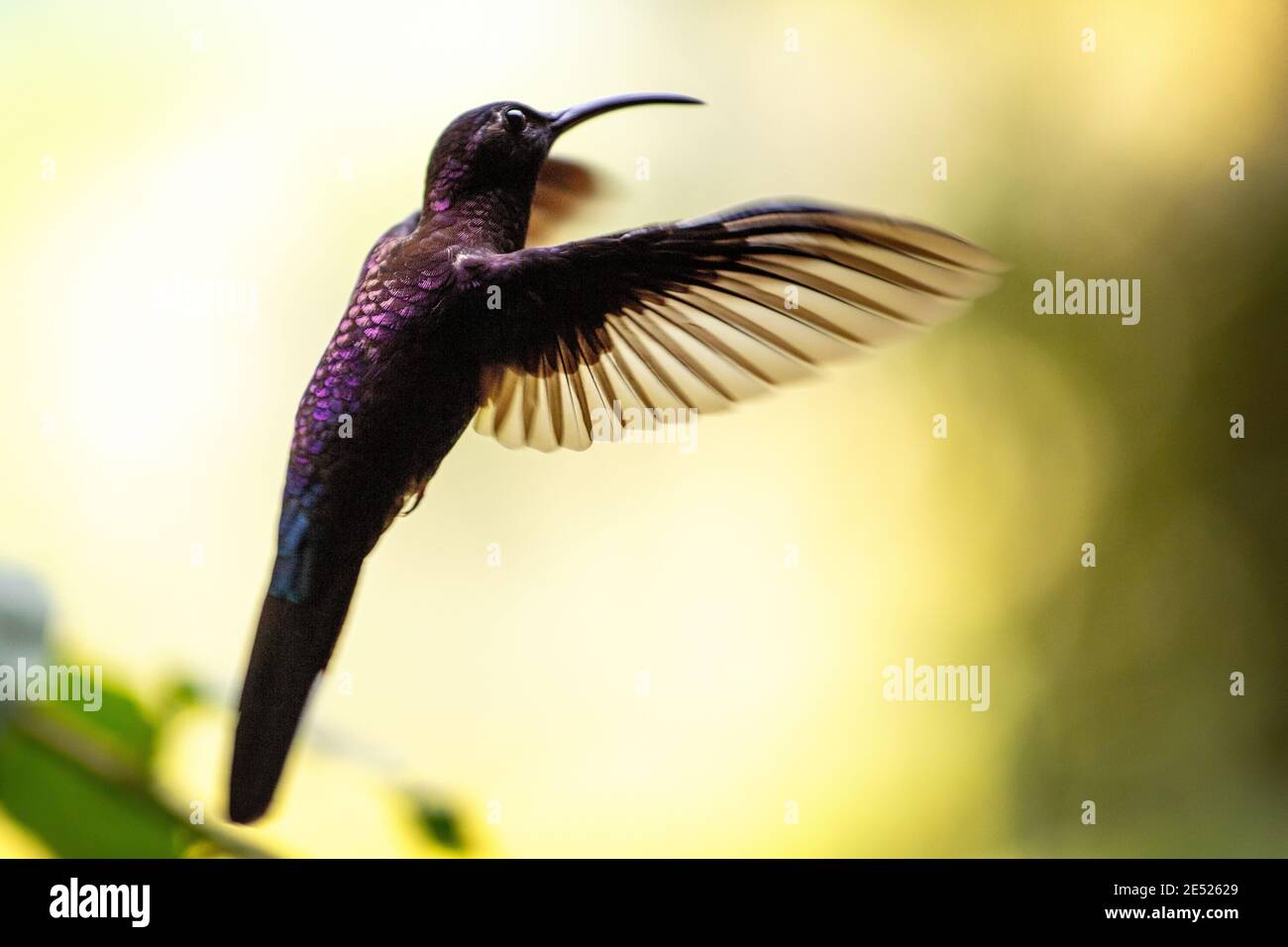 Un colibrí de Sabrewing Violeta (Campylopterus hemileucurus) en la provincia de Cartago, Tayutic, Costa Rica Foto de stock