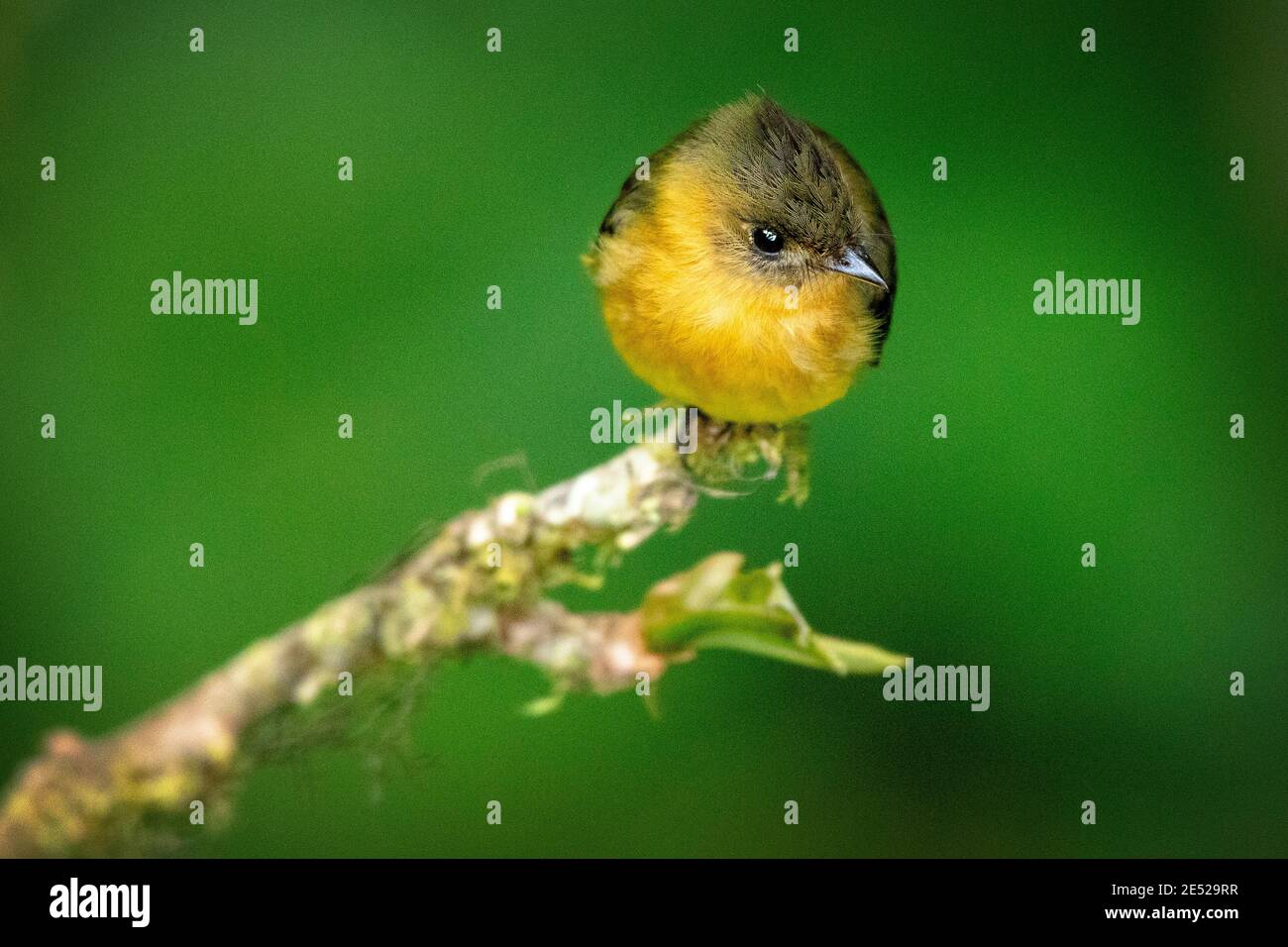 Un flycatcher de Tufted del Norte o simplemente un flycatcher de Tufted (Mitrephanes phaeocercus) en la Reserva Biológica del Bosque Nuboso de Monteverde, Costa Rica Foto de stock