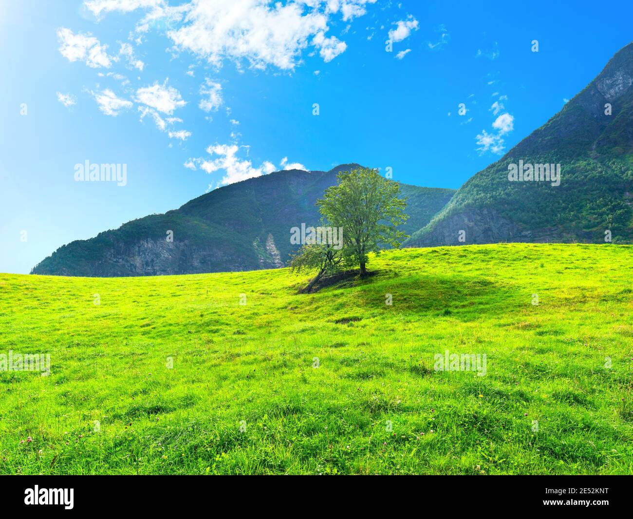 Paisaje noruego vivo con pradera verde y montañas cerca de Aurlandsfjord en el día soleado. Noruega Foto de stock