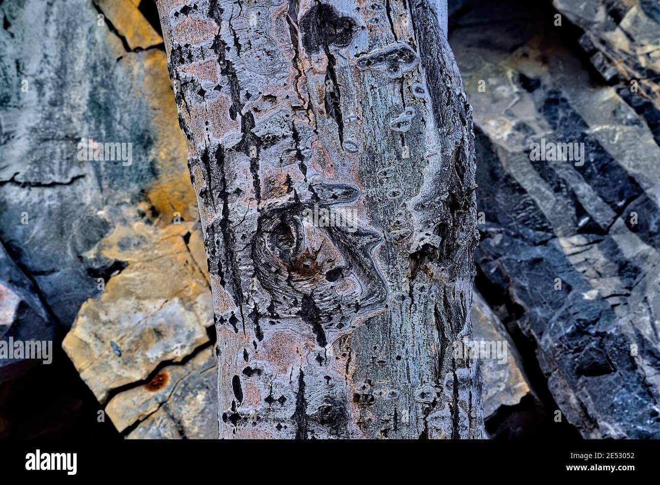 Un tronco de árbol muerto contra una superficie rocosa en el Parque Nacional Jasper Alberta Canadá. Foto de stock