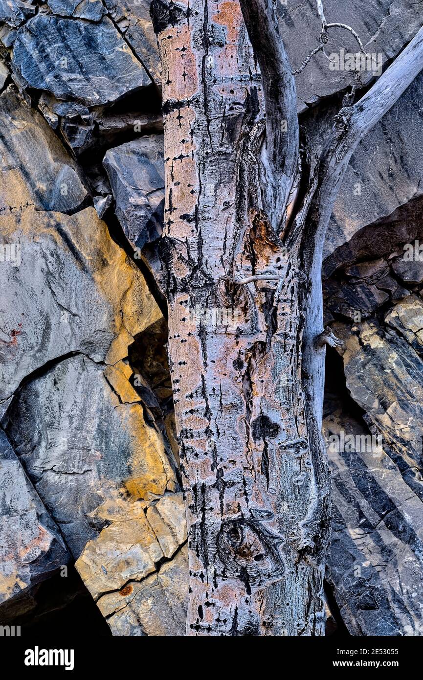 Un tronco de árbol muerto contra una superficie de roca natural en el Parque Nacional Jasper, Alberta, Canadá. Foto de stock