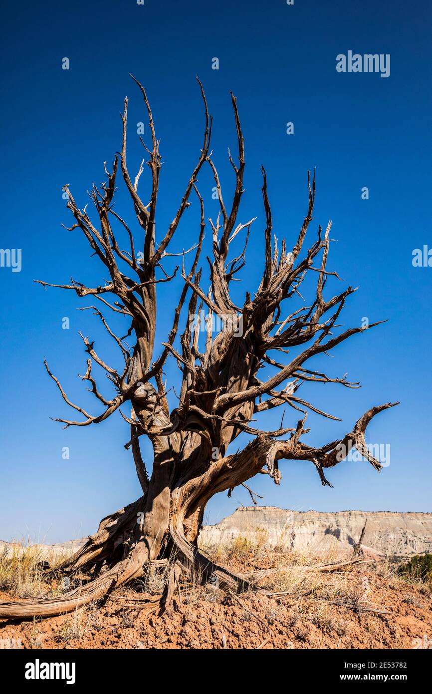 Un viejo árbol de la escoria en Kodachrome Basin State Park, Utah, EE.UU. Foto de stock