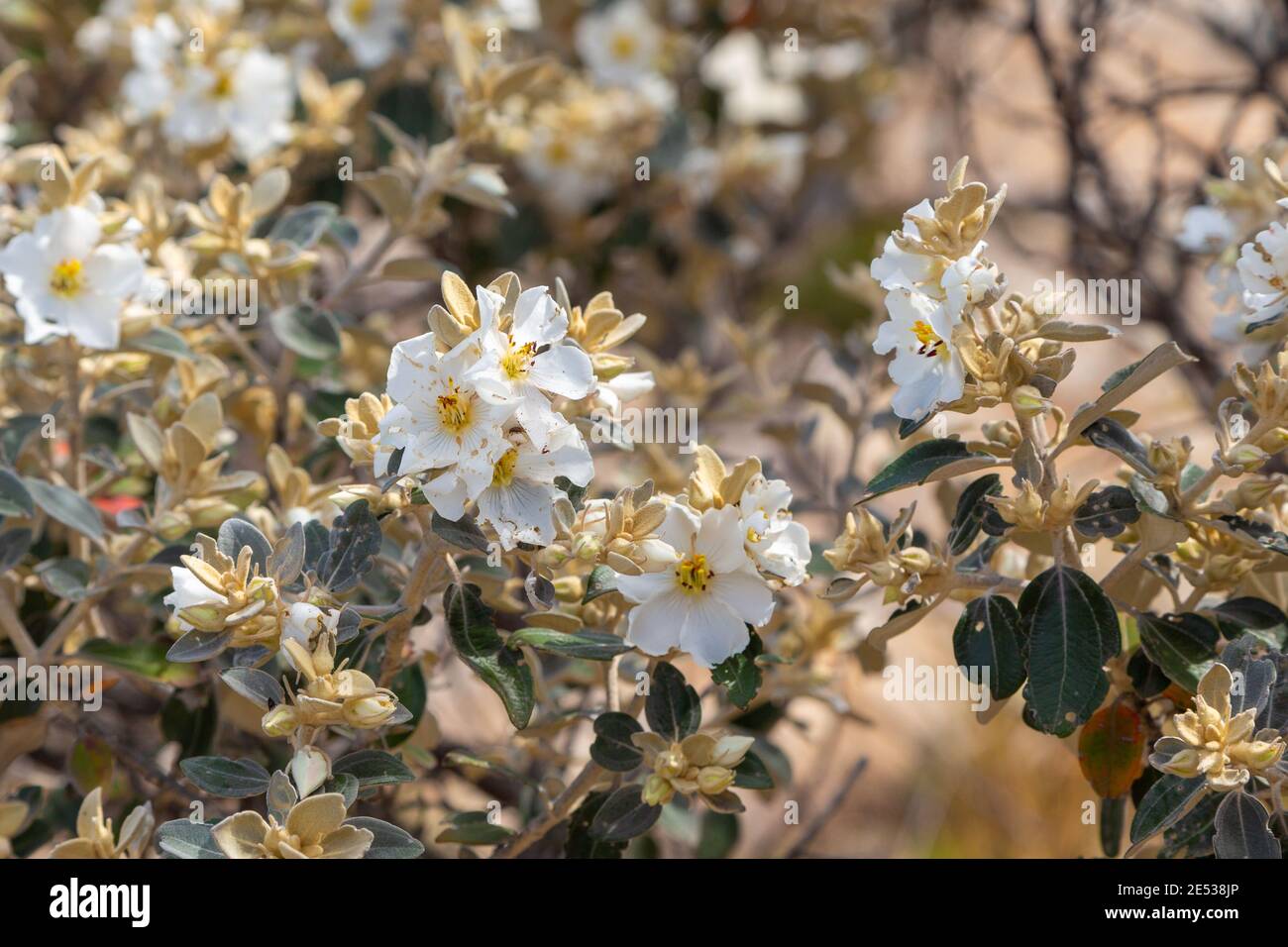 Flor blanca en el Parque Nacional Serra do CIPO en Minas Gerais, Brasil Foto de stock