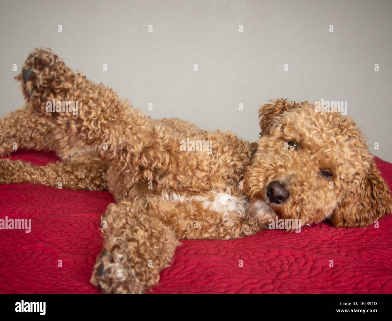 son aussiedoodle los perros mas inteligentes