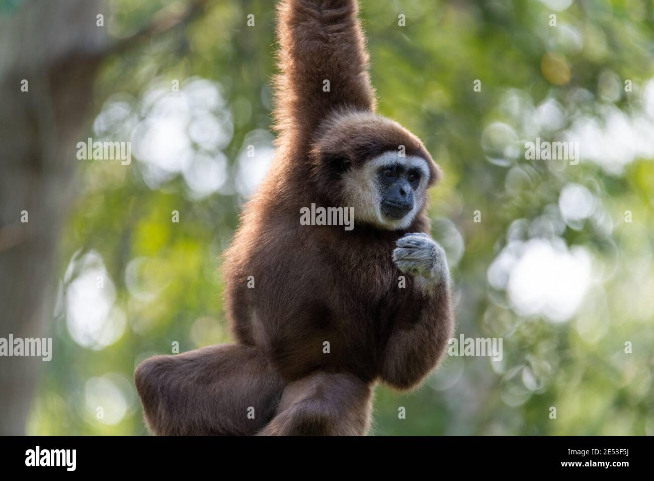 Gibbon colgando con un brazo de una rama o plataforma que está fuera de la estructura, mientras que el gibbon está cerca Foto de stock