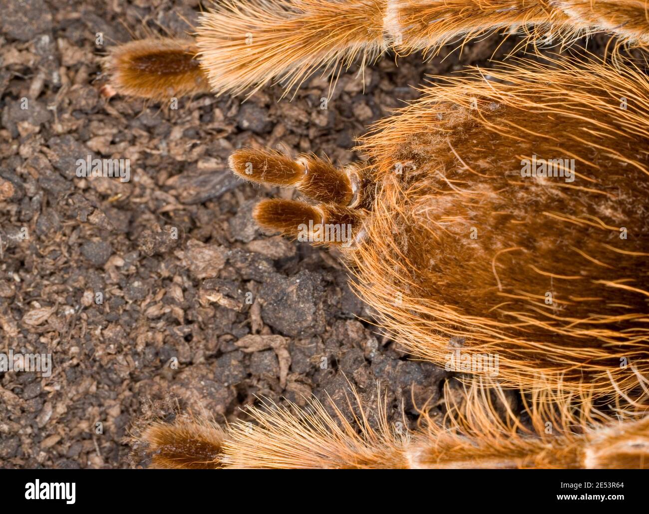 Tarántula spinnerets Foto de stock