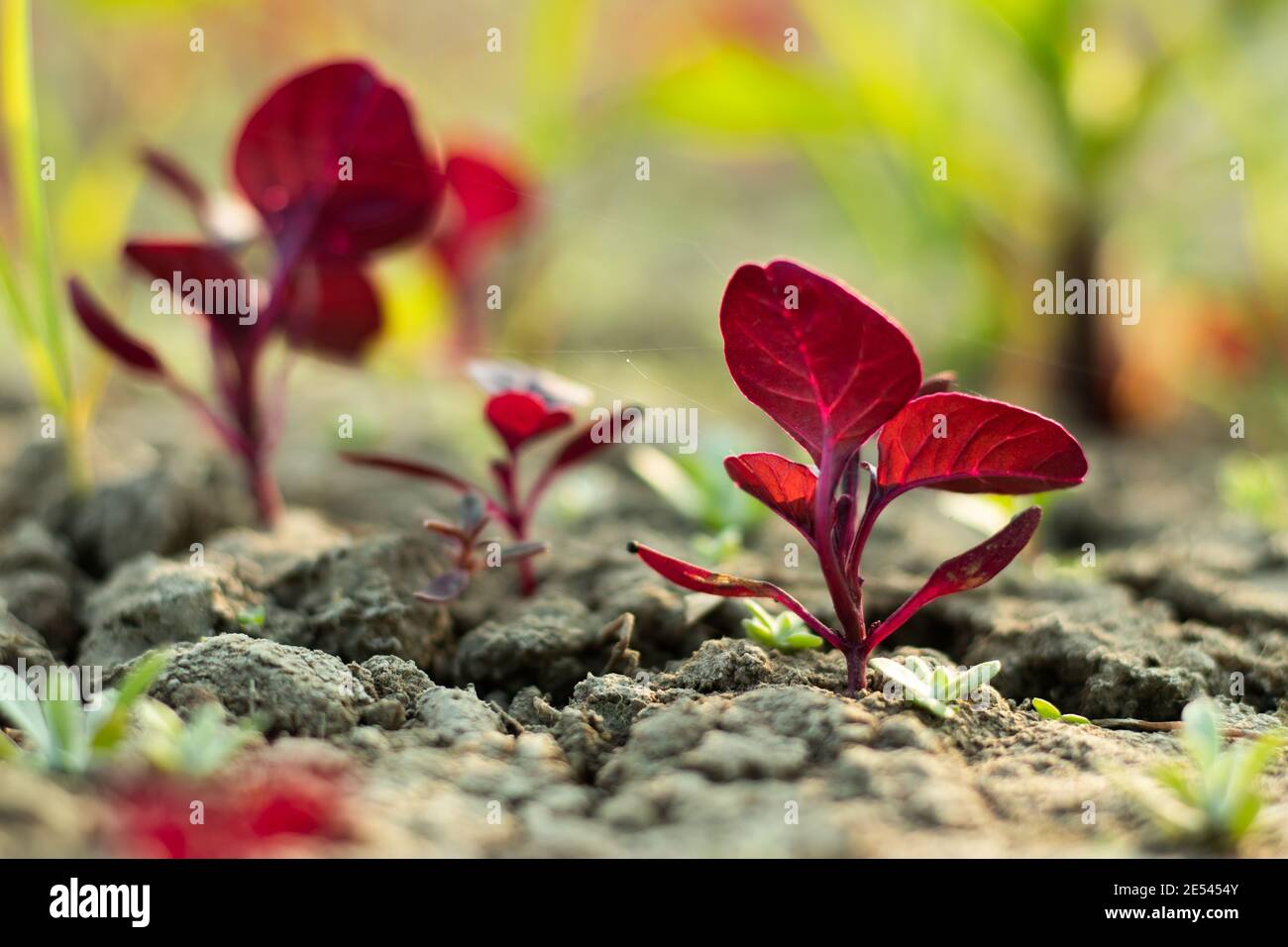 Hojas de color rojizo profundo también llamadas hojas rojas o espinacas o velocidades superlentas Foto de stock
