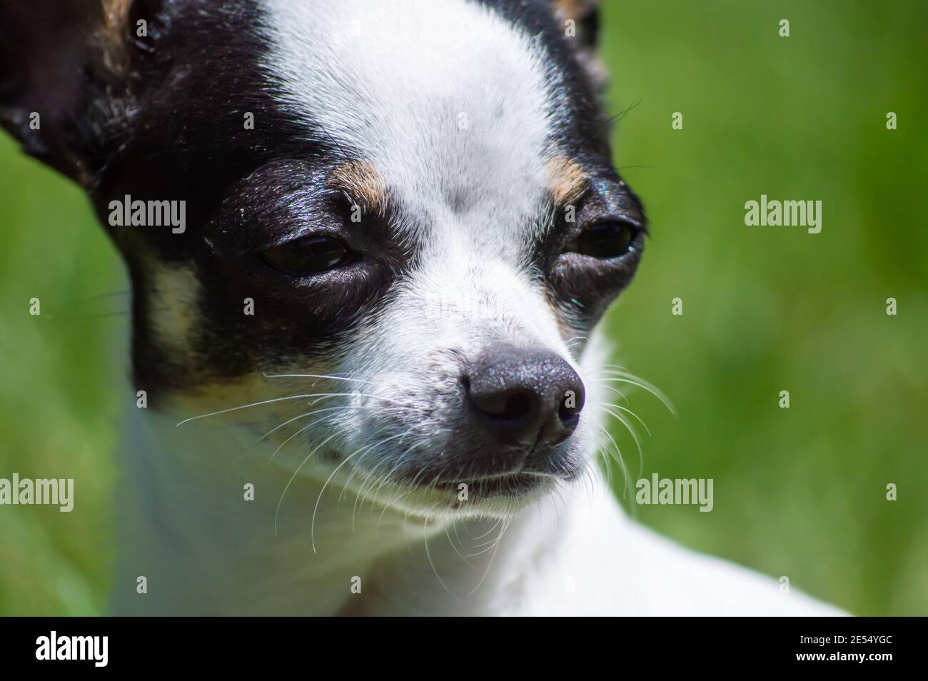 Chihuahua Negro Y Marron Fotos E Imagenes De Stock Alamy