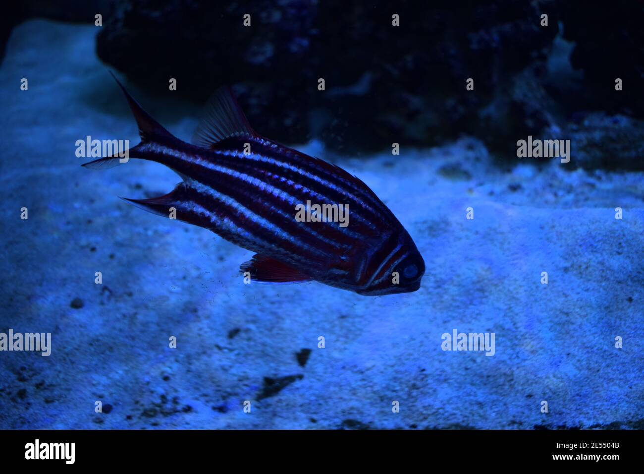 Pez ardilla (Sargocentron diadema) peces de color rojo brillante con rayas  blancas Fotografía de stock - Alamy