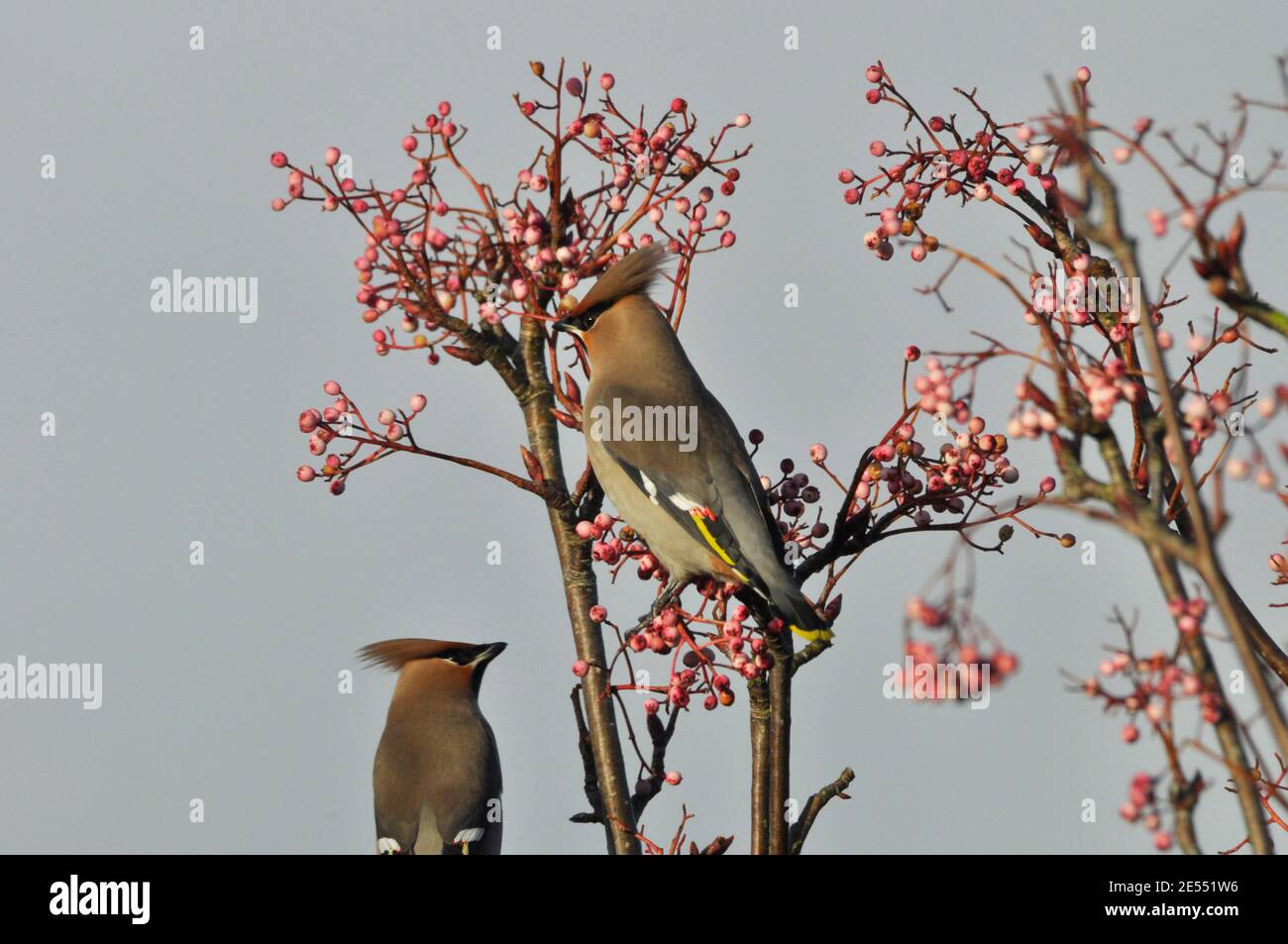 El "Bombycilla garrulus" de Waxwing se alimentaba de las bayas de un árbol de rowan en una finca de vivienda en Somerset. Un visitante de invierno. REINO UNIDO Foto de stock