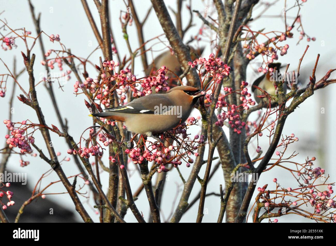 El "Bombycilla garrulus" de Waxwing se alimentaba de las bayas de un árbol de rowan en una finca de vivienda en Somerset. Un visitante de invierno. REINO UNIDO Foto de stock