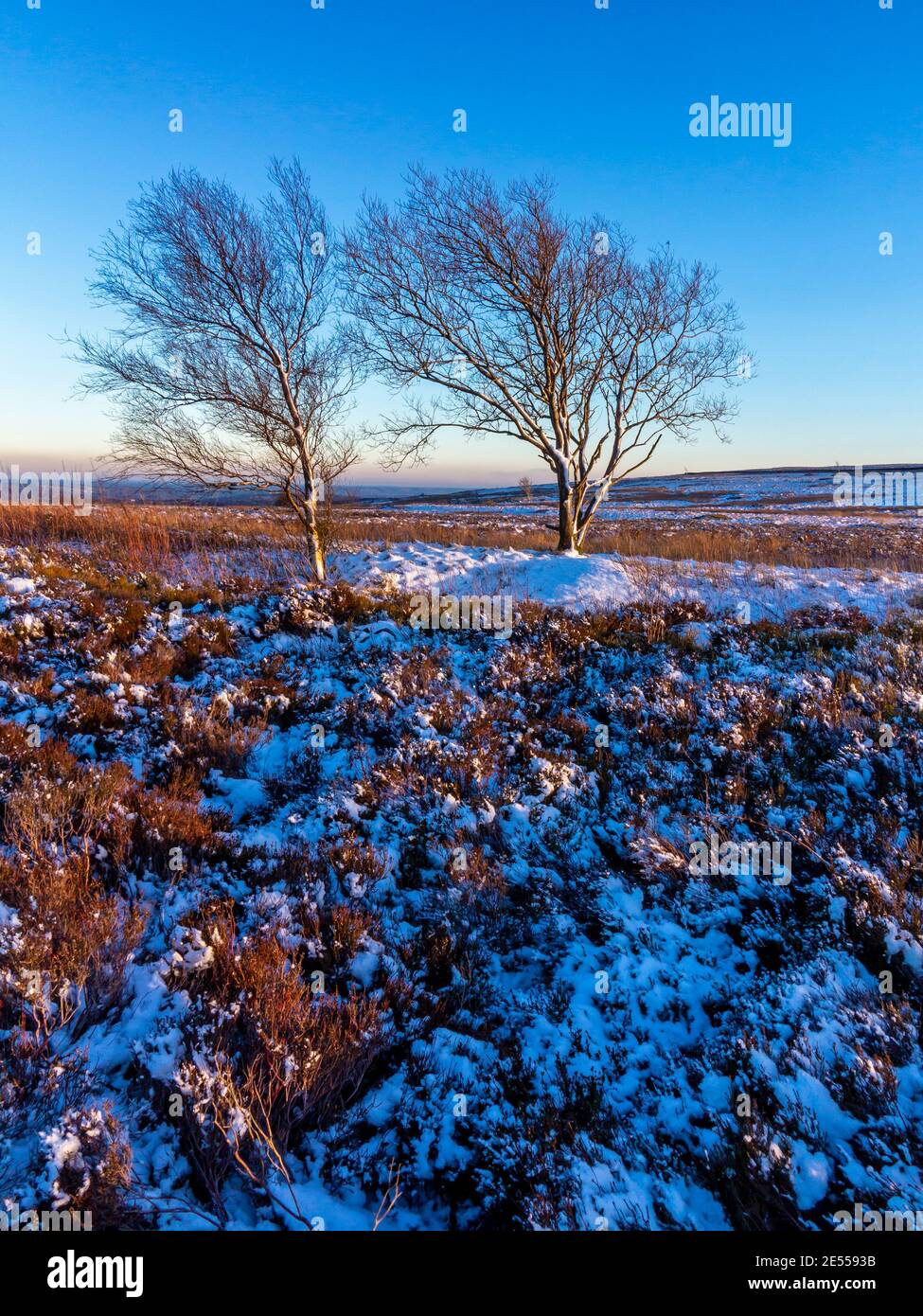 Nieve y árboles en el paisaje invernal de Totley Moor in El Parque Nacional del Distrito de los Picos Derbyshire Inglaterra Reino Unido Foto de stock