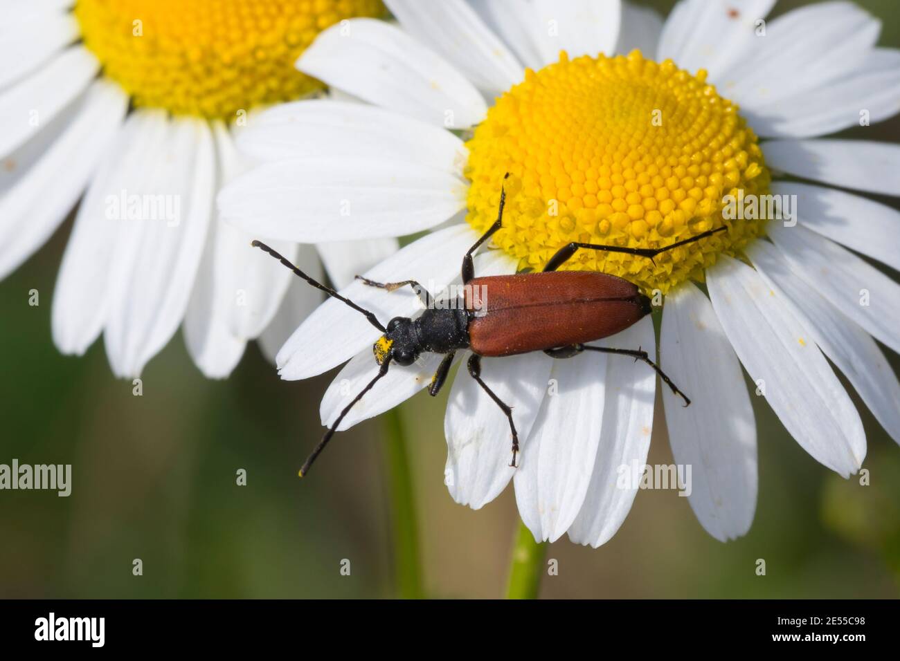 Bloutrter Halsbock, Weibchen, Blütenbesuch auf Margerite, Anastrangalia sanguinolenta, Leptura sanguinolenta, escarabajo de cuerno largo rojo sangre, lon rojo sangre Foto de stock